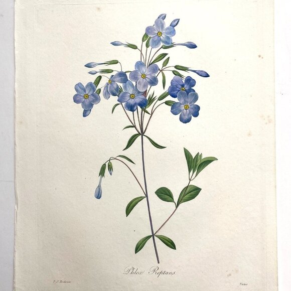 P. J. Redoute, Hand-Colored Engraving, Phlox Reptans, 1827, 12 1/2" x 9 1/2" - Picture 1 of 5